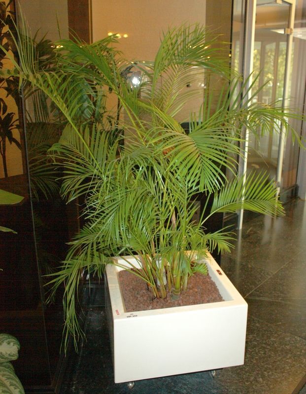 PLANTE D'INTERIEUR. R66536. 47 CM/ 59 CM. RDC JATTE 1.