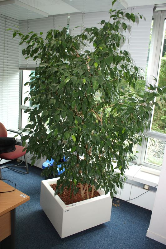 PLANTE D'INTERIEUR. FICUS BENJAMINA. R 66526. POT CARRE 39 CM DE HAUT. 59 CM DE COTE.BUREAU 1660.