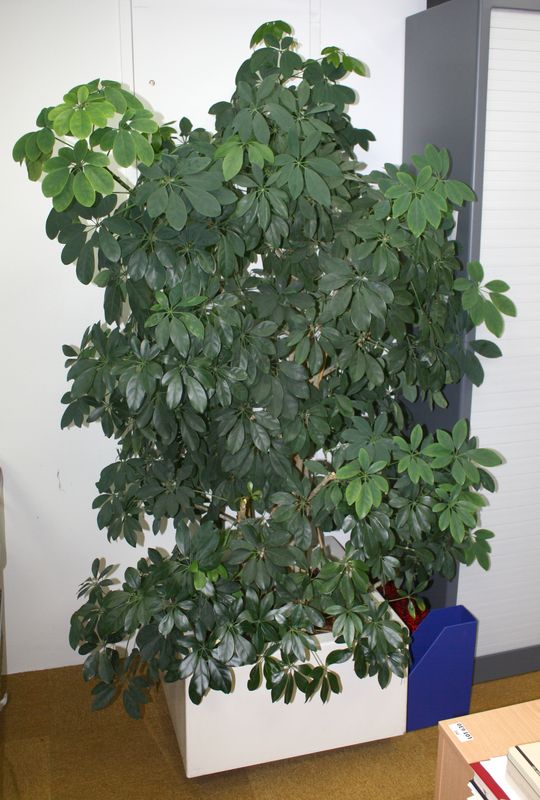 PLANTE D'INTERIEUR. SCHEFFLERA ARBORICOLA. R66497. POT CARRE 39 CM/ 59 CM. SALLE 8301.