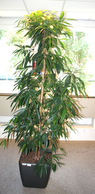 PLANTE D'INTERIEUR. LONGIFOLIA. R66685. POT CARRE 39 X 42 CM. BUREAU 303 JATTE 6.