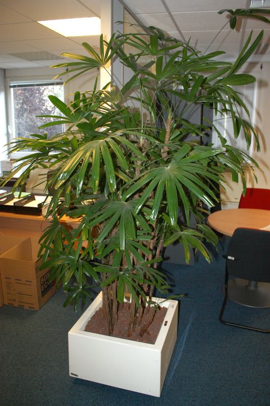 PLANTE D'INTERIEUR. FICUS BENJAMINA. R66673. POT CARRE 39 X 59 CM. BUREAU 111. JATTE 6.