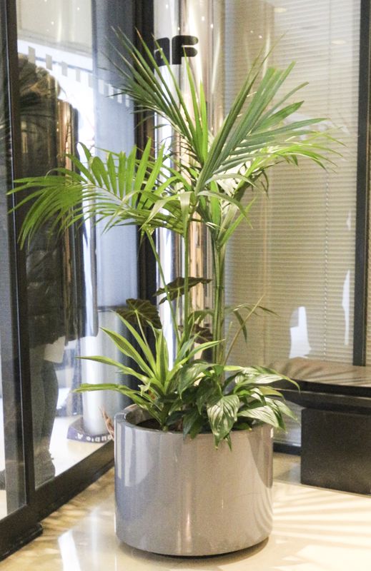 PLANTES VERTES NATURELLES DANS LEUR POT EN PVC GRIS. HAUTEUR : ENVIRON 120 CM.