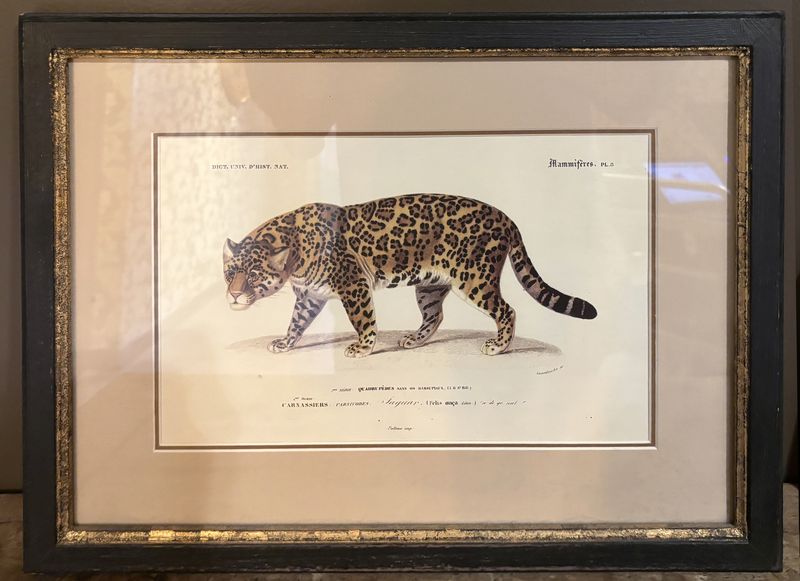 4 REPRODUCTIONS DE GRAVURES ANIMALIERES DONT : JAGUAR, HIPPOPOTAME, LION, RHINOCEROS. ENCADREES, SOUS VERRE ET MARIE LOUISE. 34 X 44 CM.