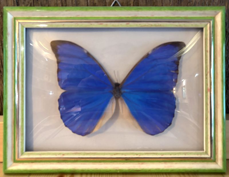 GRAND PAPILLON MORPHO DE COULEUR BLEU ET NOIR NATURALISE, ENCADRE ET SOUS VERRE. 21 X 16 CM.