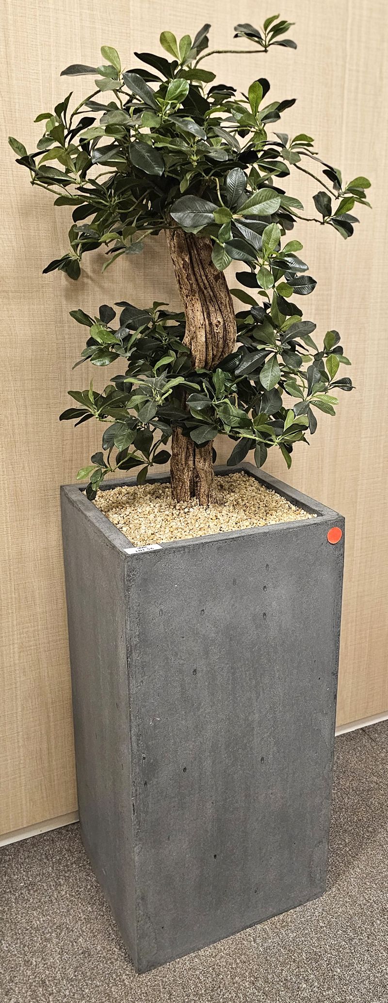 BONSAI STABILISE DANS SON POT EN POLYETHYLENE DE COULEUR GRIS. 162 X 40 X 40 CM. 4 UNITES. VENDU A L'UNITE AVEC FACULTE DE REUNION. LOCALISATION -> BAT A : -2 SE