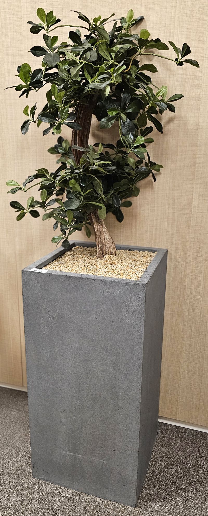 BONSAI STABILISE DANS SON POT EN POLYETHYLENE DE COULEUR GRIS. 162 X 40 X 40 CM. 4 UNITES. VENDU A L'UNITE AVEC FACULTE DE REUNION. LOCALISATION -> BAT A : -2 SE