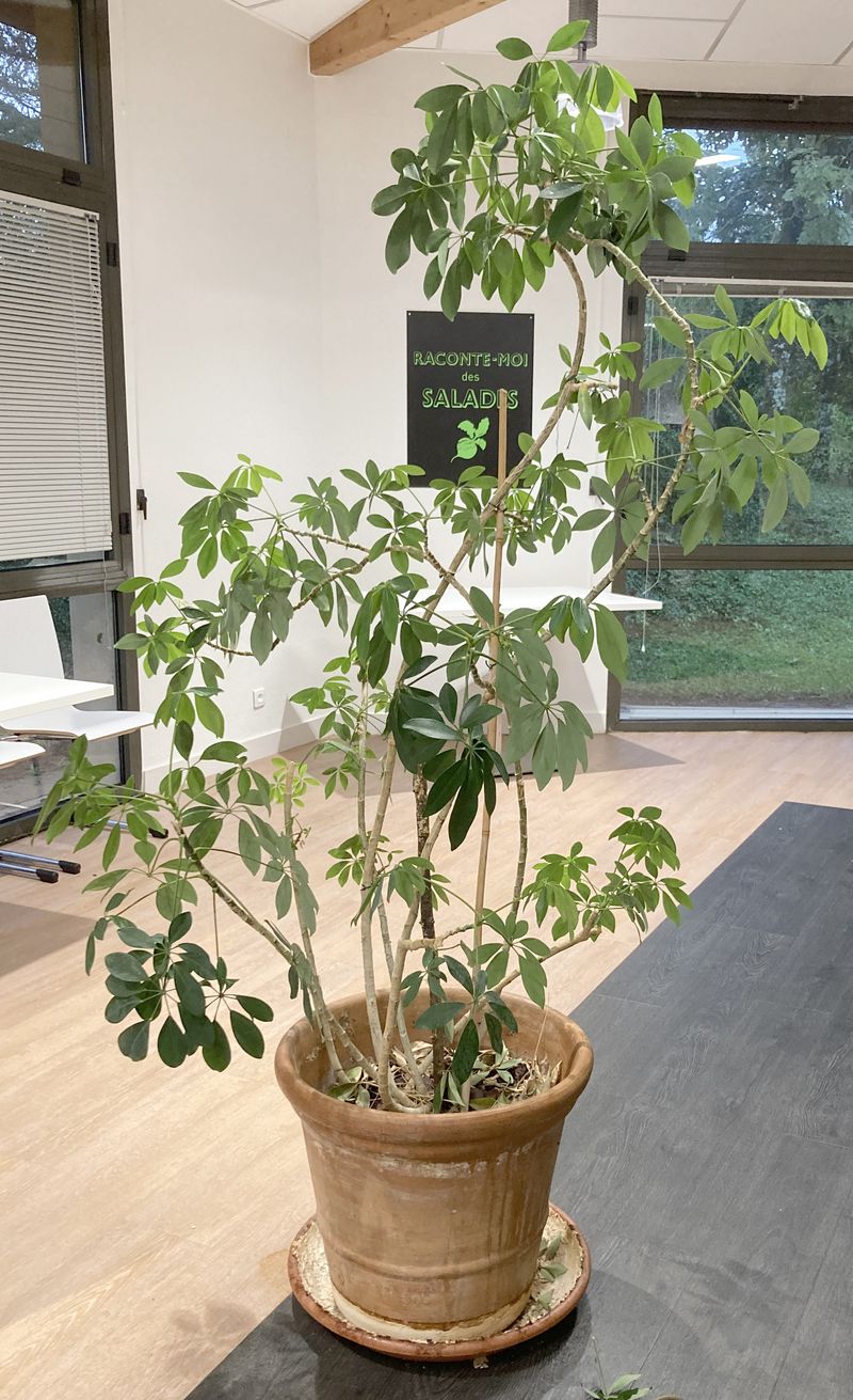 SCHEFFLERA ARBORICOLA NATUREL DANS SON POT EN TERRE CUITE (47 X 51 CM). 190 X 51 CM.