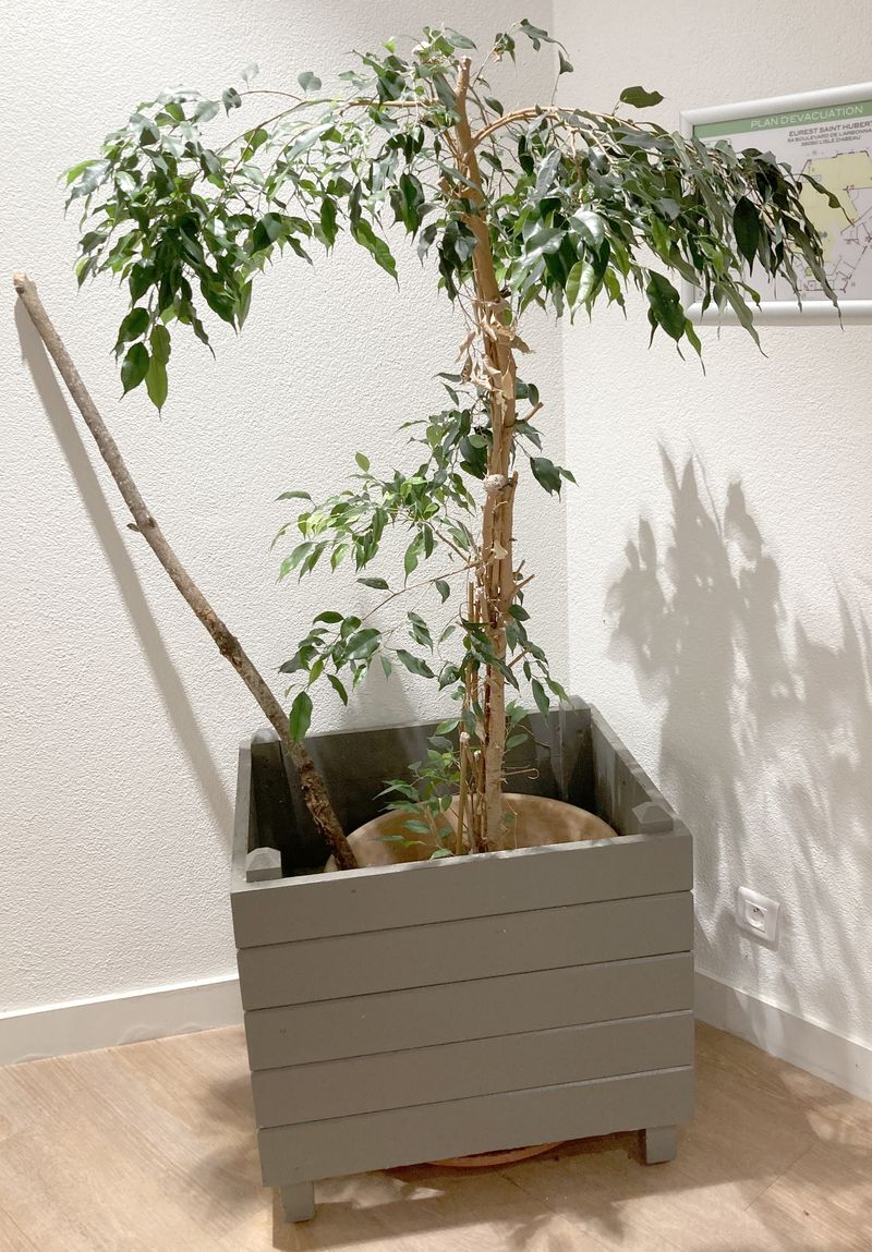 FICUS NATUREL DANS SON POT EN TERRE CUITE (47 X 51 CM) ET 1 CACHE POT EN BOIS LAQUE GRIS (60 X 68 X 68 CM). 170 X 68 X 68 CM.